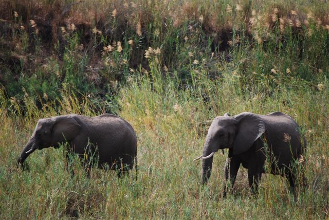 ellies at kruger.JPG